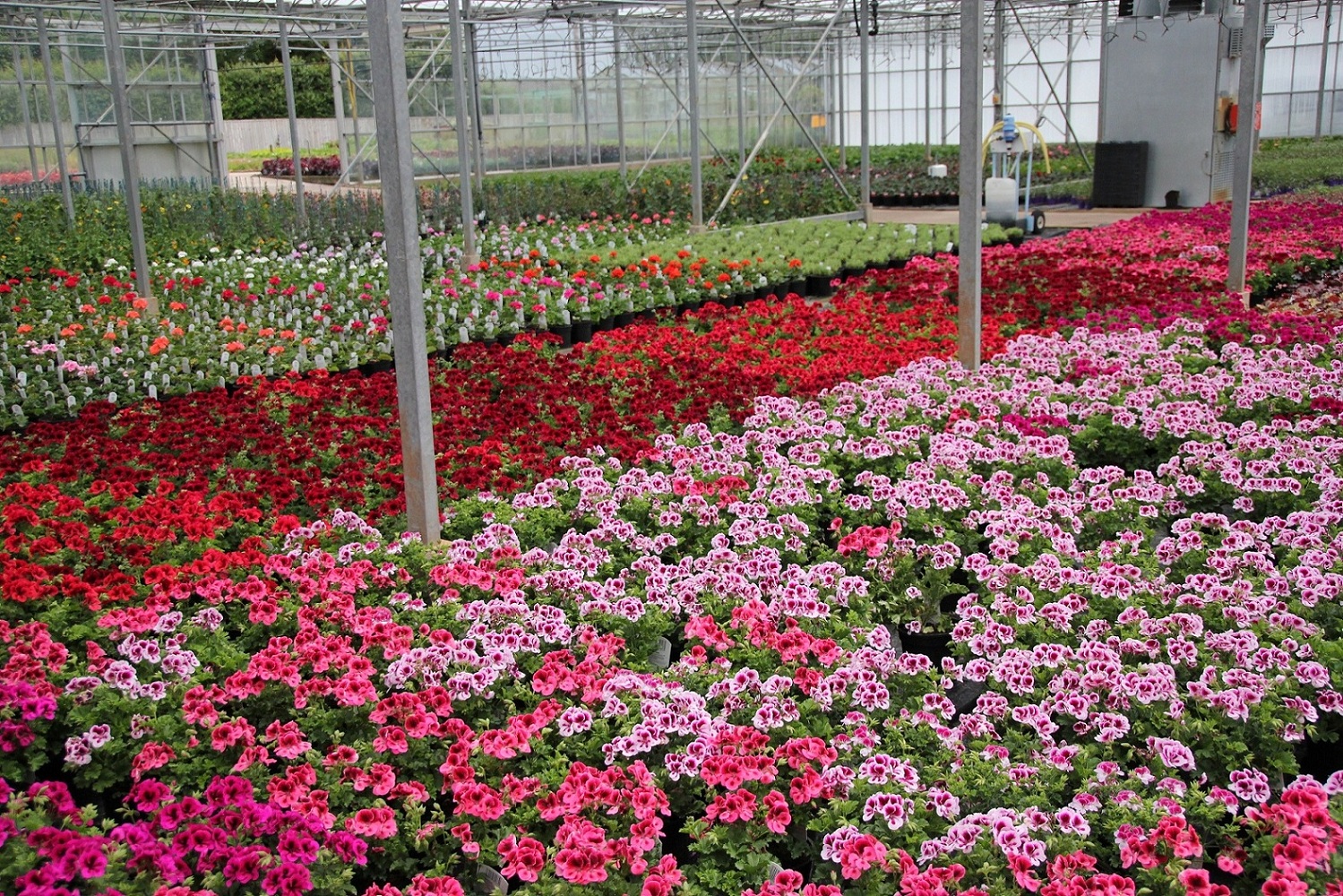 Wholesale Nurseries Trioscape Garden Centre
