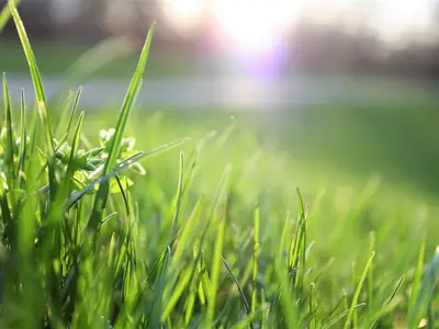 How to give your lawn a flying start in spring?
