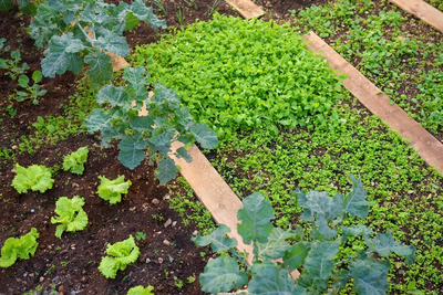 I want to grow a vegetable garden. Where do I start?