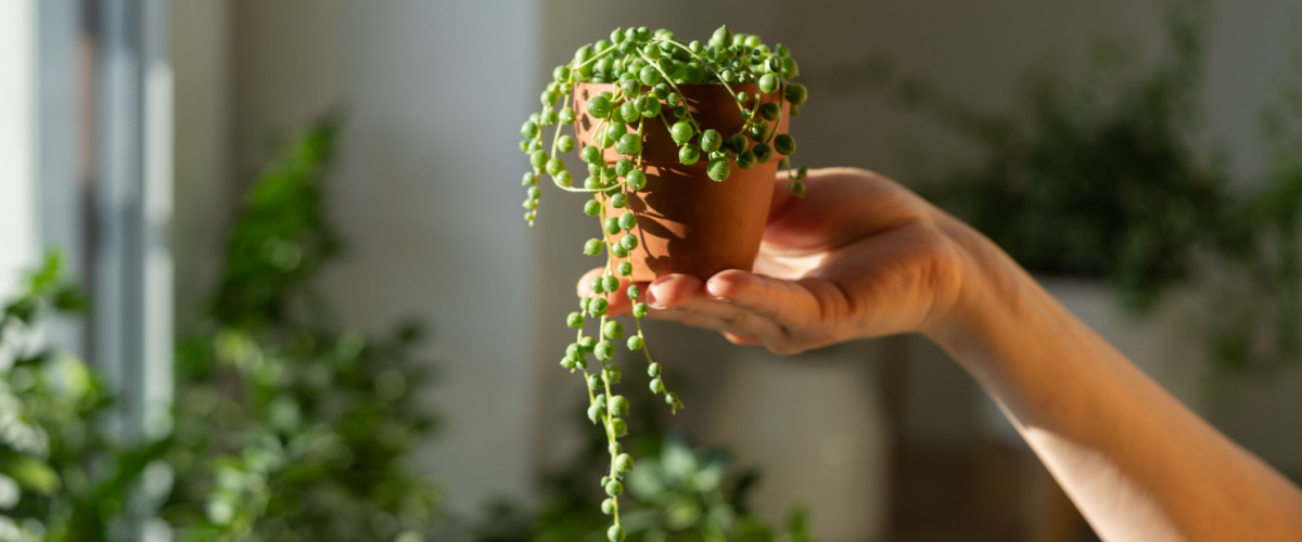 String of Pearls | Trioscape Garden Centre