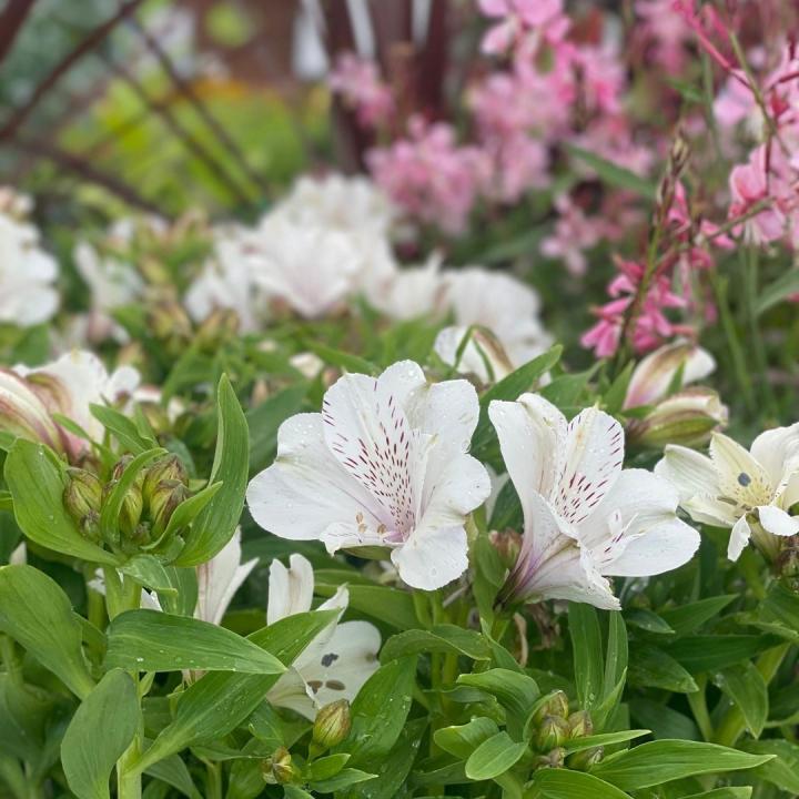 Houseplants Newent, Houseplants garden centre trioscape, outside plants UK