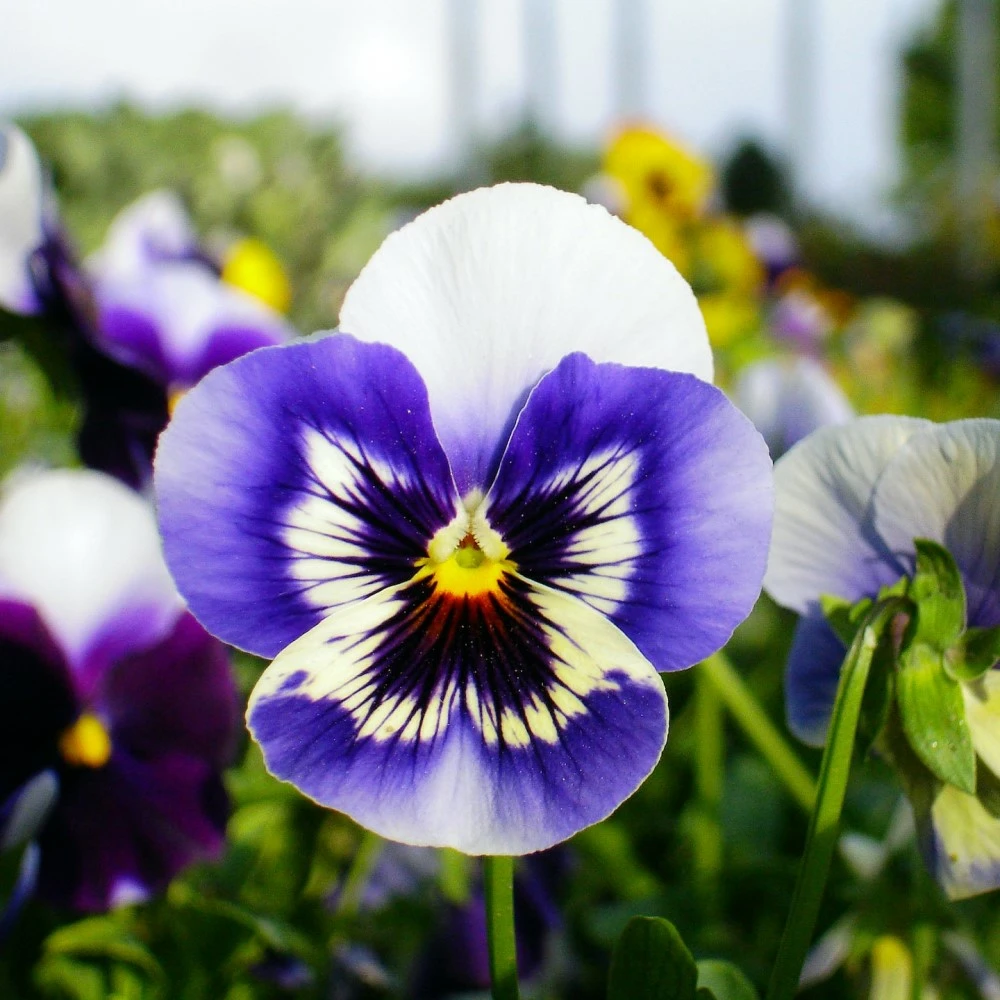 Bedding plants Bedding plants