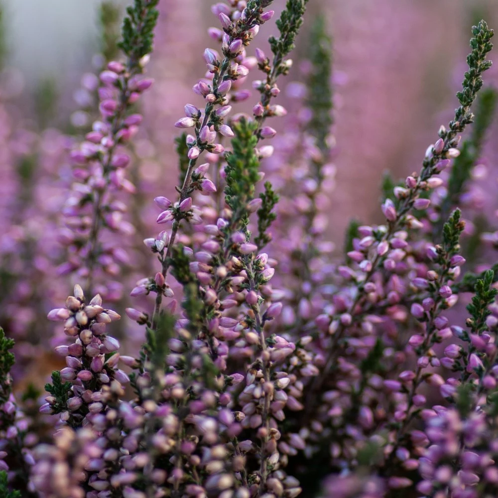 Conifers and heathers Conifers and heathers