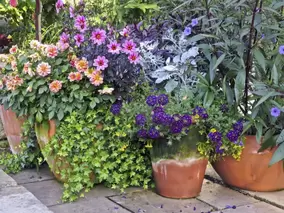 Container plants