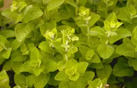 Keeping herbs happy Keeping herbs happy