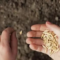 Seed sowing success Seed sowing success