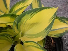Plants for shade Plants for shade