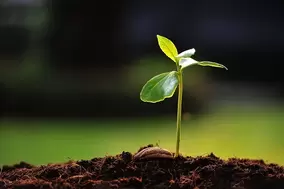 Top tips for sowing vegetables Top tips for sowing vegetables