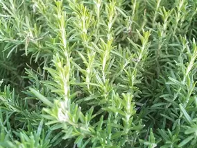 Herbs for tea Herbs for tea