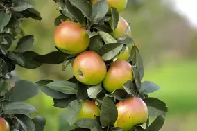 Planting a fruit tree Planting a fruit tree