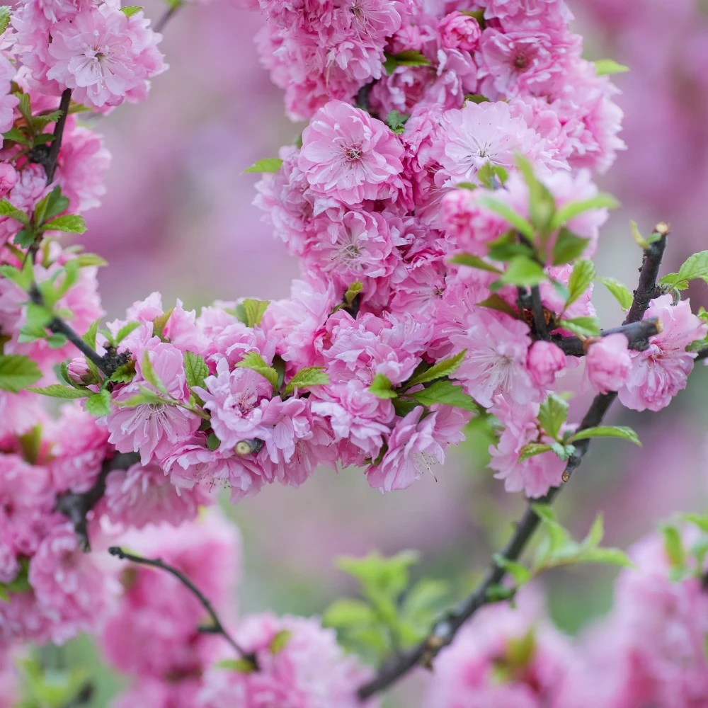 Ornamental Trees Ornamental Trees