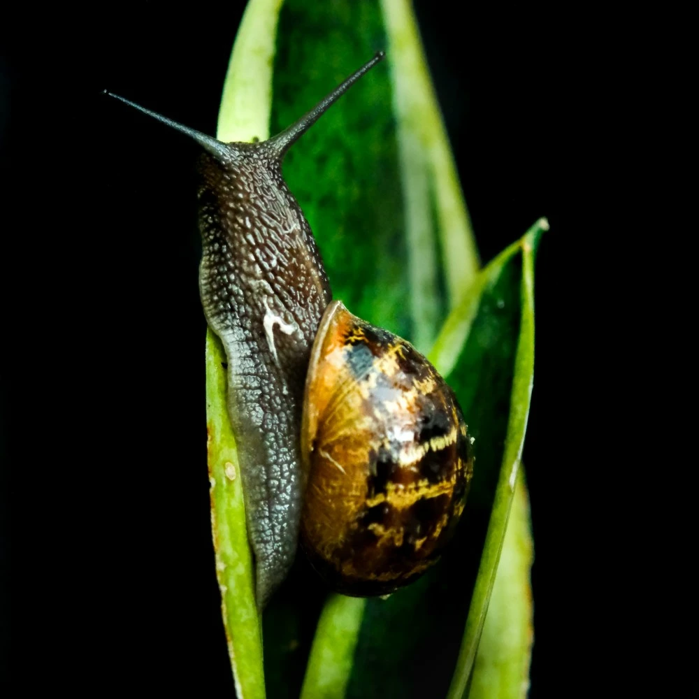 Pest and Disease Control Pest and Disease Control