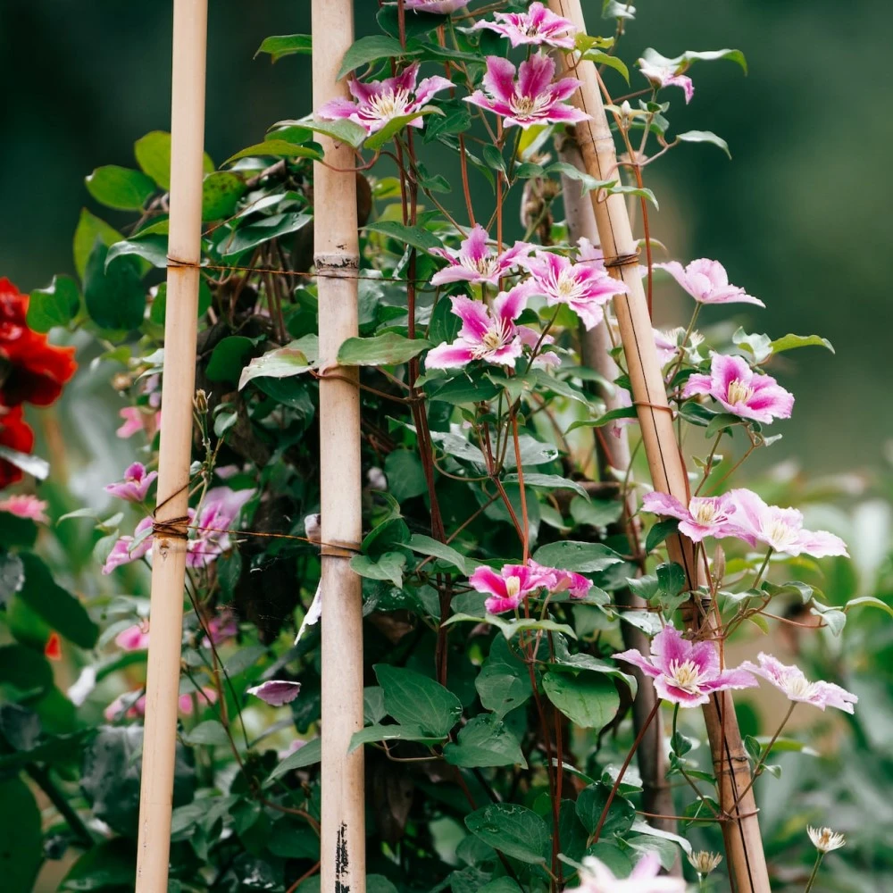 Plant Supports Plant Supports
