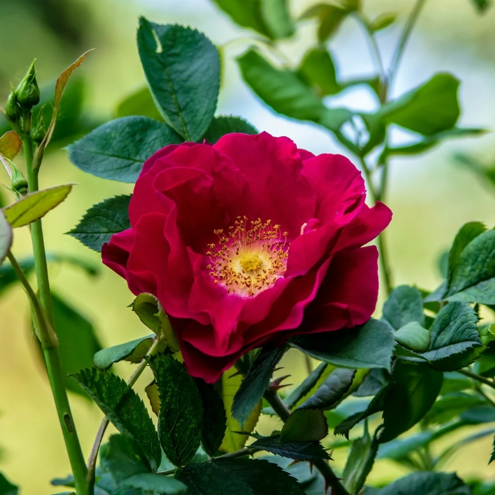 Roses Roses