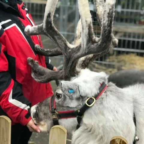Santas Reindeers Return!