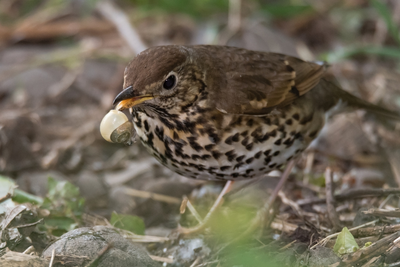 7 natural pest control tips for gardeners