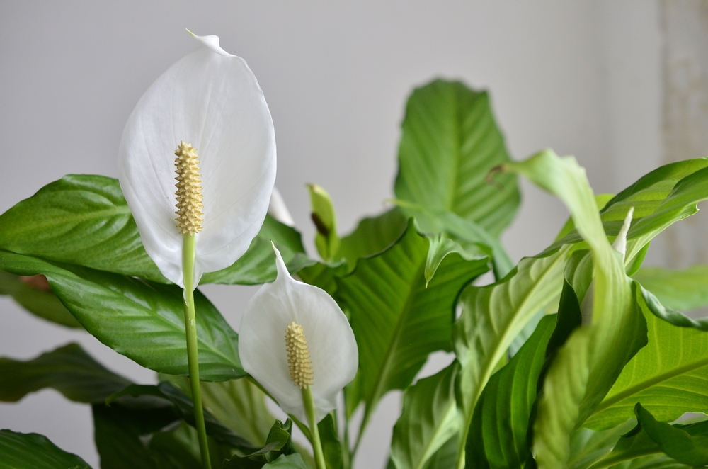 8 great indoor plants for dark rooms Trioscape Garden Centre