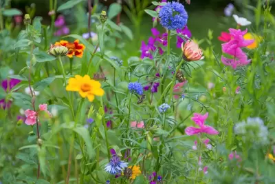 Create a backyard bee meadow 