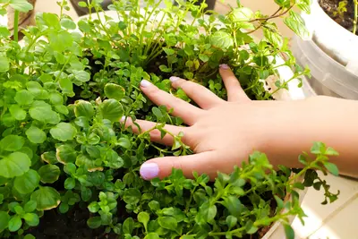 Create a Mini Vegetable Garden in a Pot (Perfect for Kids!)