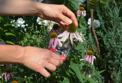 Deadheading flowers