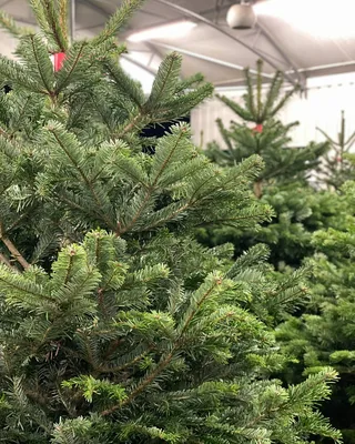 Find the perfect Christmas tree at Trioscape!