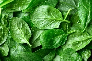 From Seed to Salad: Tips for Your Vegetable Garden!