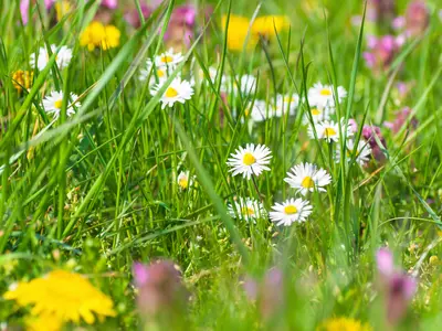 How no mow may helps garden wildlife