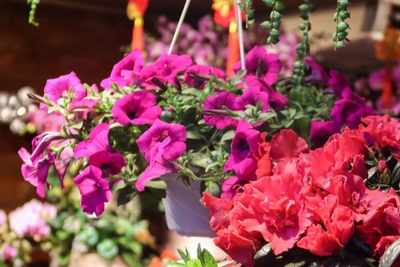 How to fertilise hanging baskets