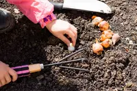 Planting bulbs with kids