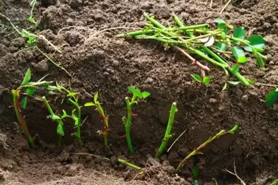 Taking winter cuttings