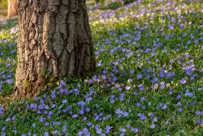 Tips for planting under trees