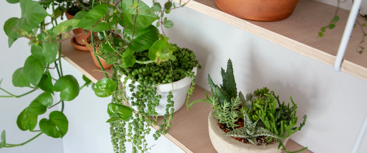 Top 5 indoor trailing plants Trioscape Garden Centre