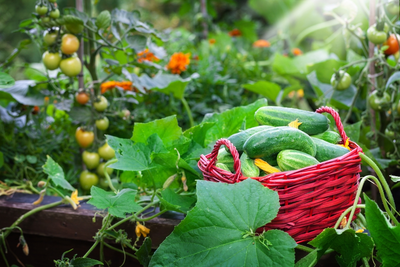 Vegetable gardening tips for summer