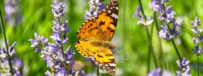 Which Plants Support Biodiversity in the Garden?
