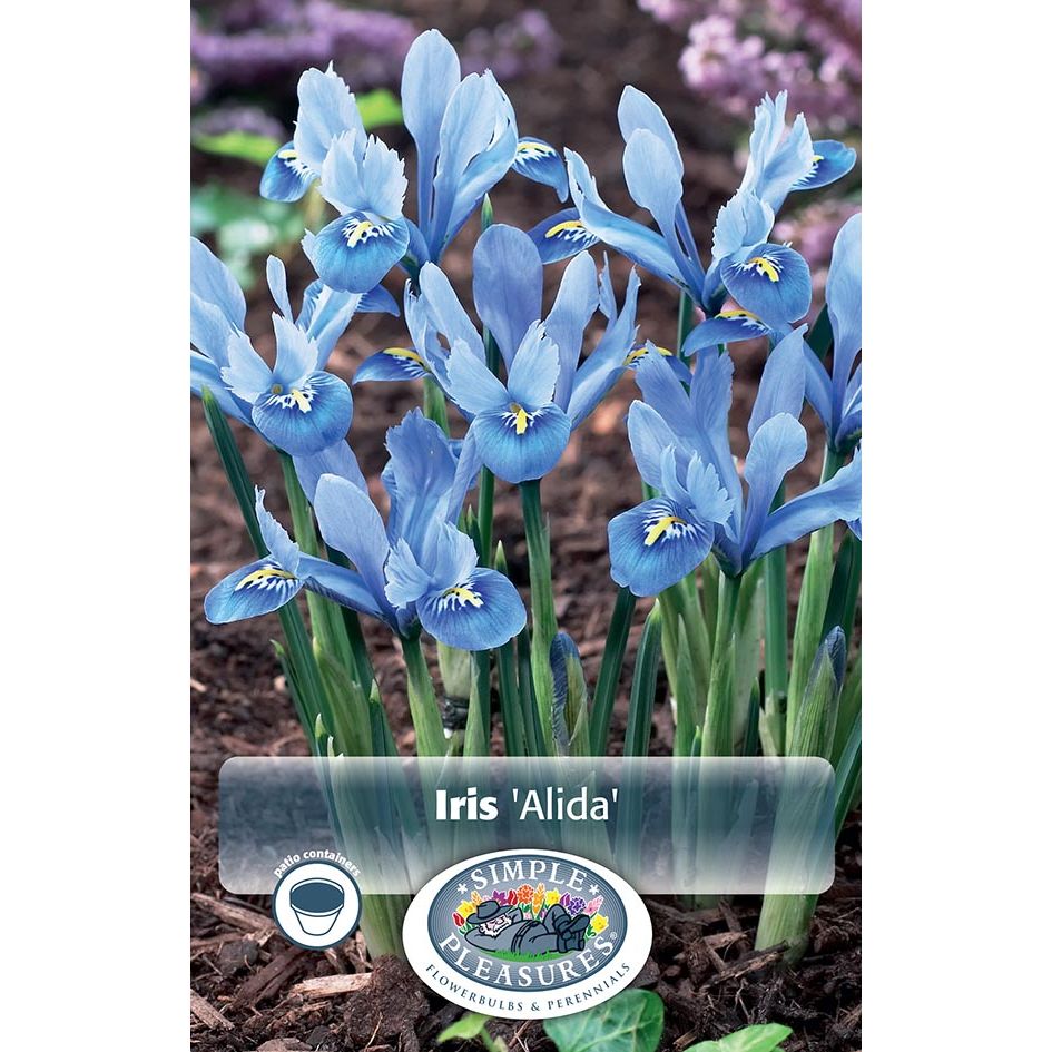 Dwarf Iris Reticulata Alida Trioscape Garden Centre