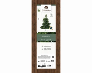 EVERLANDS Grandis Fir 150cm 5ft - image 2