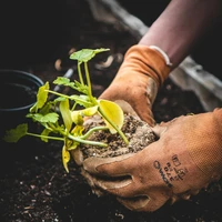 Gardening