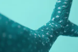 Gobfrey Whale Shark - image 6