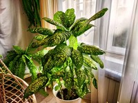 Houseplants
