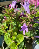 Outdoor Plants