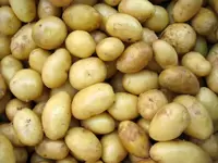 Seed Potatoes